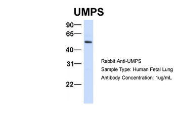 UMPS antibody