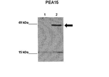 PEA15 antibody