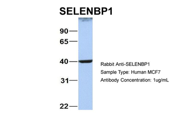 SELENBP1 antibody