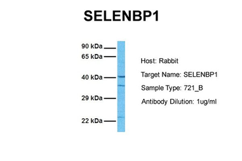 SELENBP1 antibody