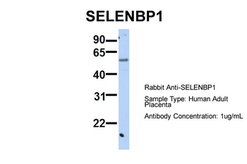 SELENBP1 antibody