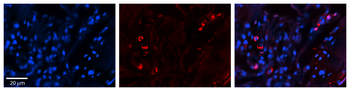 SELENBP1 antibody