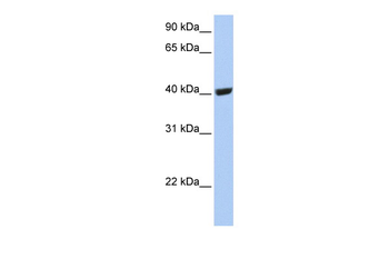 SELENBP1 antibody