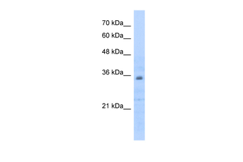 PHB2 antibody