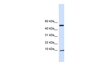 ATP5IF1 antibody