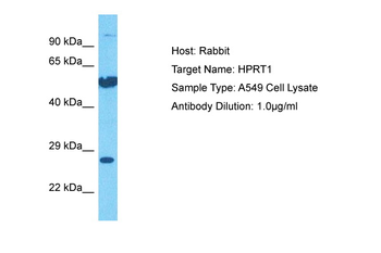 HPRT1 antibody