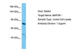 MAP3K1 antibody