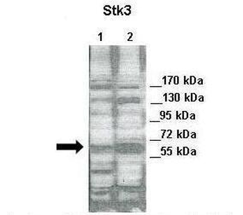 STK3 antibody