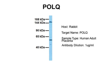DNA Polymerase theta antibody