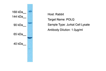 DNA Polymerase theta antibody