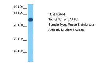 Uap1 antibody