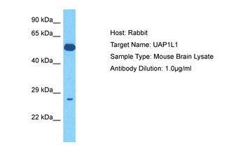 Uap1 antibody