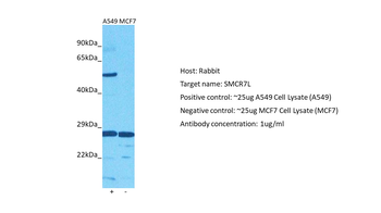 MIEF1 antibody