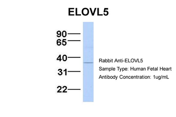 ELOVL5 antibody