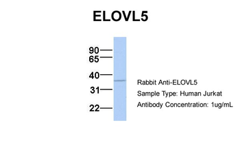 ELOVL5 antibody