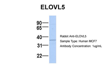 ELOVL5 antibody