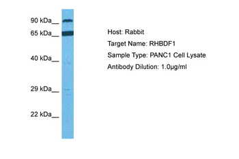 RHBDF1 antibody