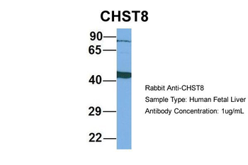 CHST8 antibody