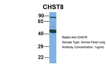 CHST8 antibody