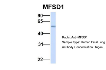 MFSD1 antibody