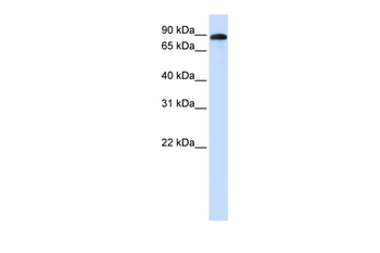 ADAM19 antibody