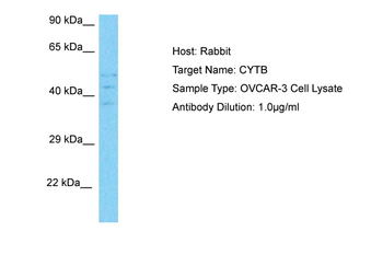 CYTB antibody