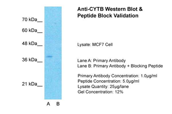 CYTB antibody