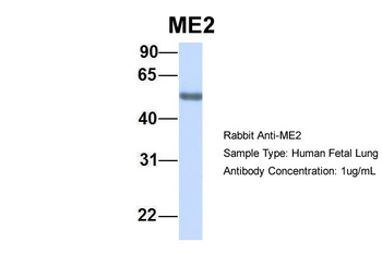 ME2 antibody