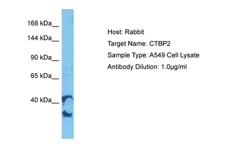 CTBP2 antibody