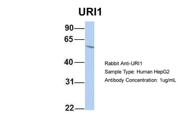 C19orf2 antibody