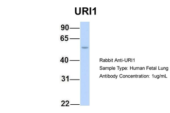 C19orf2 antibody