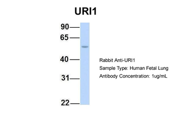 C19orf2 antibody