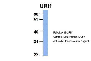 C19orf2 antibody