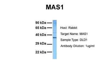 MAS1 antibody