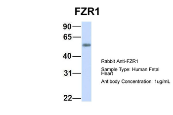 FZR1 antibody