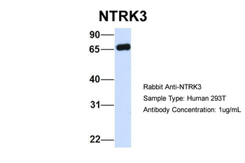 NTRK3 antibody