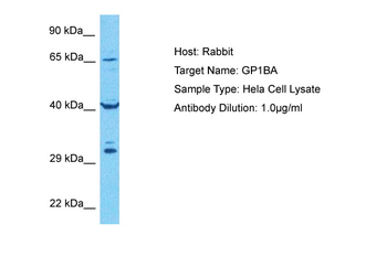 GP1BA antibody