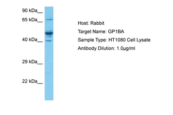 GP1BA antibody