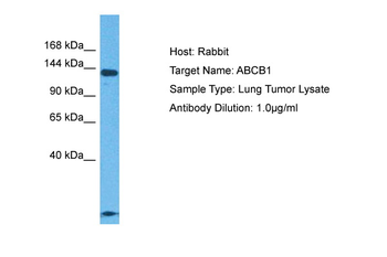 MDR1 antibody