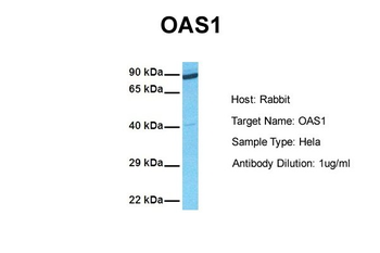 OAS1 antibody