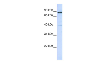 DNM1 antibody