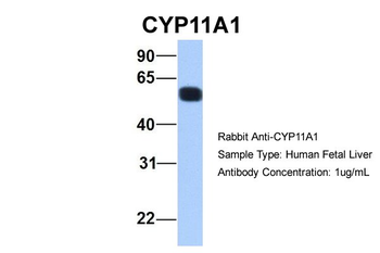 CYP11A1 antibody