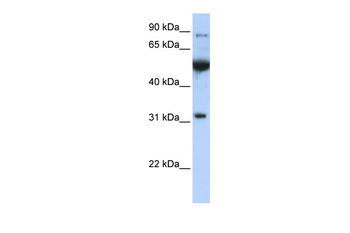 EIF2B1 antibody