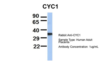 CYC1 antibody