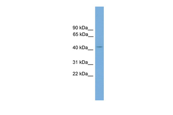 AP1M2 antibody