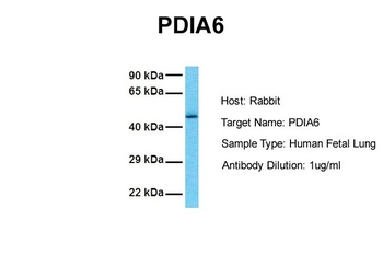 PDIA6 antibody