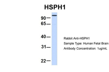 HSPH1 antibody