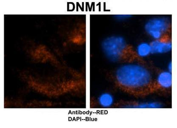 DNM1L antibody