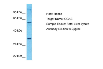 CGAS antibody