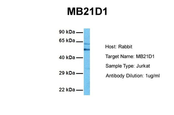 CGAS antibody